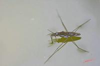 Cjp_2008_05_29_155502.jpg
