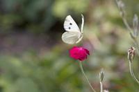 Cjp_2008_06_22_152927.jpg