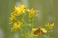 Cjp_2008_06_29_112805_R.jpg