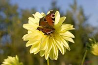 Cjp_2008_10_11_170728.jpg