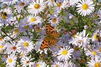 Cjp_2008_10_11_171025.jpg