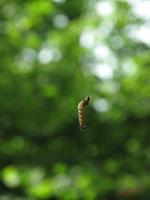 Cjp_2009_05_20_161615.jpg