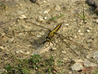Cjp_2009_05_20_170141.jpg