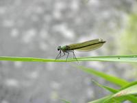 Cjp_2009_05_23_184559.jpg
