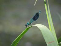 Cjp_2009_05_24_111047.jpg