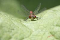 Cjp_2009_05_24_111359.jpg