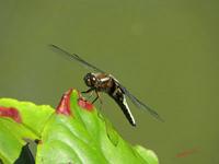 Cjp_2009_05_29_145930.jpg