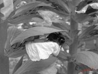 Cjp_2009_07_10_110850_2.jpg