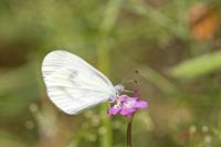 Cjp_2009_07_23_172825.jpg