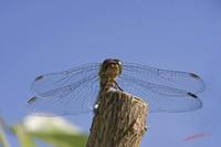 Cjp_2009_09_25_135001.jpg