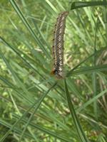 Cjp_2010_05_15_095654.jpg