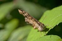 Cjp_2010_07_18_080939.jpg