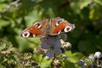 Cjp_2010_07_18_082944.jpg