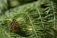 Cjp_2010_07_18_090609.jpg
