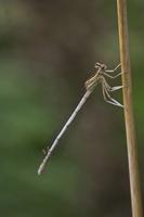 Cjp_2010_07_26_071219.jpg