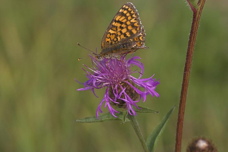 Cjp_2010_07_26_081017.jpg