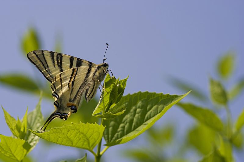 Cjp_2011_04_26_140734.jpg