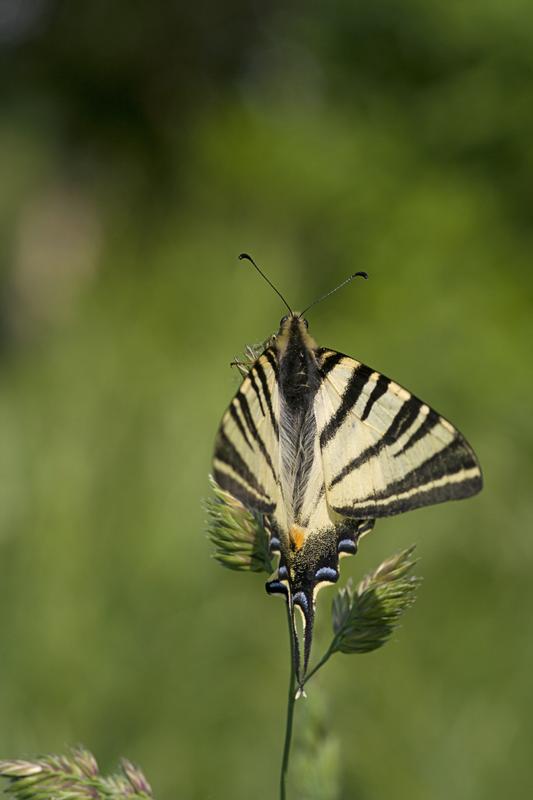 Cjp_2011_04_26_141536.jpg