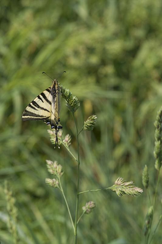 Cjp_2011_04_26_141938.jpg