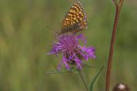 Cjp_2010_07_26_081017.jpg