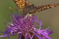 Cjp_2010_07_26_081126.jpg