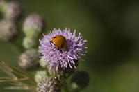 Cjp_2010_07_26_083023.jpg
