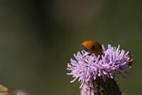 Cjp_2010_07_26_083054.jpg