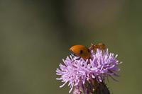 Cjp_2010_07_26_083102.jpg