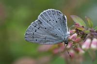 Cjp_2010_08_26_155615.jpg