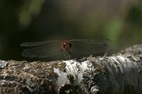 Cjp_2010_08_28_125231.jpg