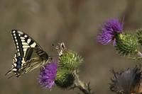 Cjp_2010_08_31_101905_R.jpg