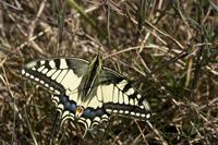 Cjp_2010_08_31_102126_R.jpg