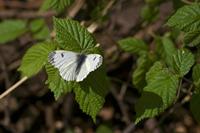 Cjp_2011_04_10_082822.jpg