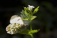 Cjp_2011_04_10_083221.jpg