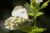 Cjp_2011_04_10_083246.jpg