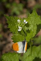 Cjp_2011_04_10_083848.jpg