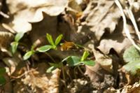 Cjp_2011_04_10_084058.jpg