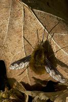 Cjp_2011_04_10_084157.jpg
