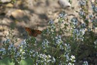 Cjp_2011_04_26_104108.jpg
