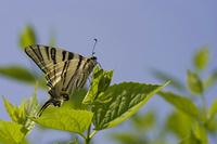 Cjp_2011_04_26_140734.jpg