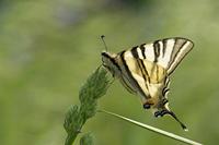 Cjp_2011_04_26_141002.jpg