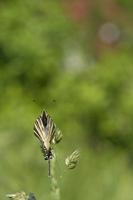 Cjp_2011_04_26_141510.jpg