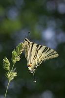 Cjp_2011_04_26_141916.jpg