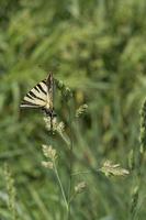 Cjp_2011_04_26_141938.jpg