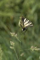 Cjp_2011_04_26_142008.jpg