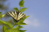Cjp_2011_04_26_142600.jpg