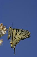Cjp_2011_04_26_143614.jpg
