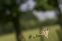 Cjp_2011_04_26_152531.jpg