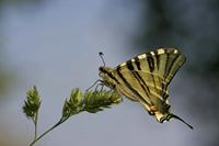 Cjp_2011_04_26_153249_02.jpg