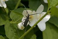 Cjp_2011_04_28_132850.jpg